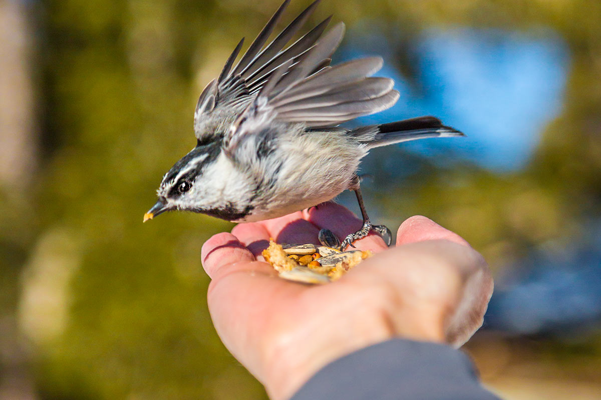 WEB-FEATURE-Chicadee-ridge-Paul-Hamill-673A1416