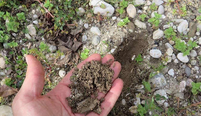 photo-4-soil