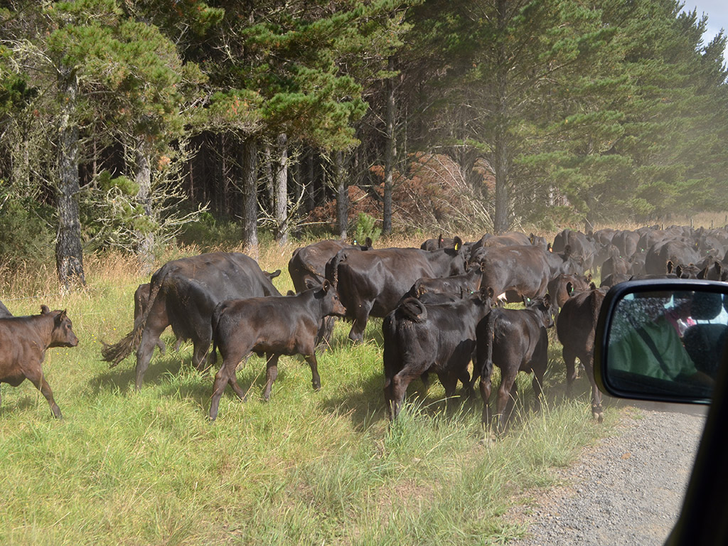 Running into Cattle Drive at Kauri's Working Farm