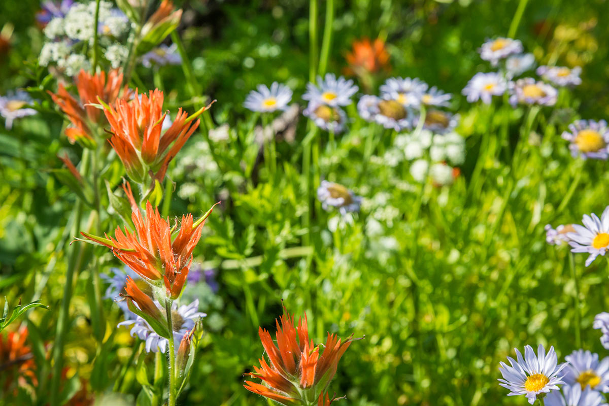 Frog-Lake-Wildflowers-673A8606